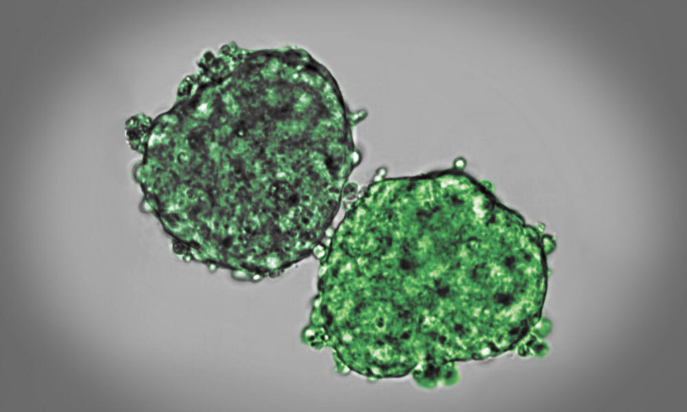 Two embryonic stem cell aggregates partially fuse