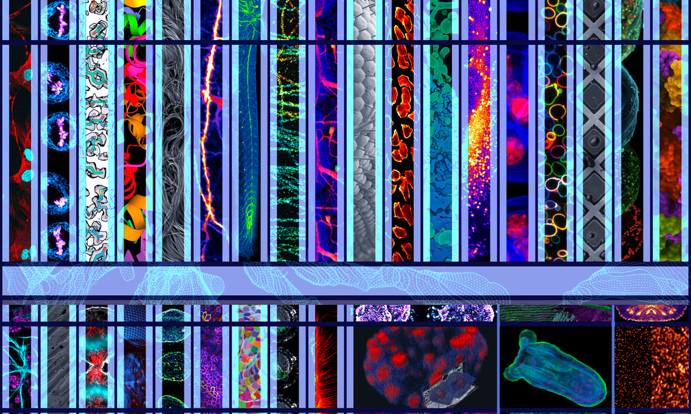 Colourful vertical panels each show different microscopic images possible with the high-tech tools in EMBL's Imaging Centre