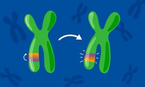 Drawing of two chromosomes in which a highlighted area is switched around.