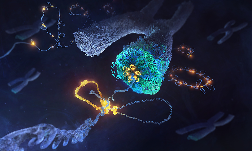 he internal structure of a mitotic chromosome is shown with colourful threads representing DNA, one of which is shown being packaged into loops by the condensin protein complex. The background shows mitotic chromosomes in the cellular space