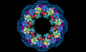 A colourful structural model of the doughnut-shaped human nuclear pore complex seen from above.