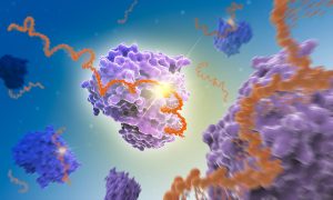 A science illustrator's colurful depiction of the interaction between messenger RNA and the ENO1 enzyme, in shades of purple and blue.