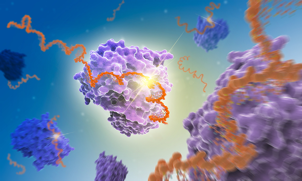 A science illustrator's colurful depiction of the interaction between messenger RNA and the ENO1 enzyme, in shades of purple and blue.