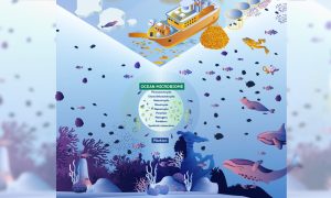 Visualising the ocean below and above surface, showing several species and giving written details on the ocean microbiome composition