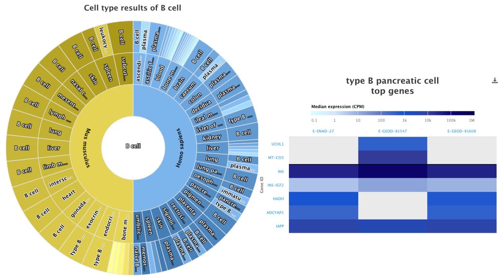 Print screen showing the interactive wheel showing cell type results of B cell and table showing type B pancreatic cell top genes. 