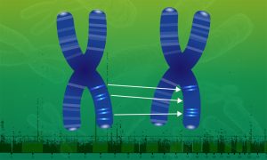 Two chromosomes with variation