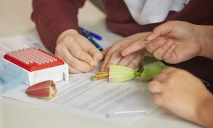 close up photo of hands dissecting plant