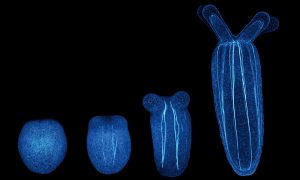 Four blue forms against a black background that transition from small circle to oval to tubular shapes.