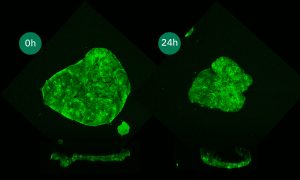 On th eleft side of the image we see a rounded cell colony in green. Below that image we see a lateral slice of the colony that is flat. On the right side of the image we see a cell colony in green. Below that image we see a lateral slice of the colony that has folded.