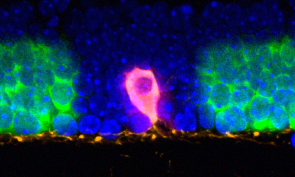 Retinal cells can be seen in a cross section. A blue stain (DAPI) marks the cell nuclei, barcoded background cells are visible in green, while a single dopaminergic cell is visible in the centre, marked in orange (Th) and pink (a second barcode).