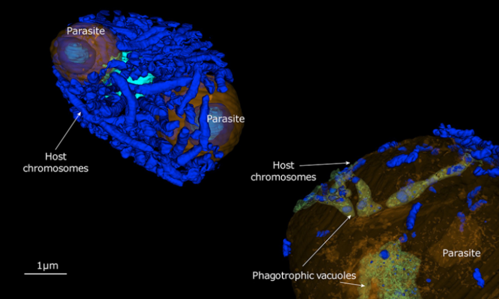 Two photos of a cell nucleus with blue, bandage-like objects wrapped around a roundish nucleus. The photos show before and after a parasitic invasion, so few chromosomes remain afterwards.