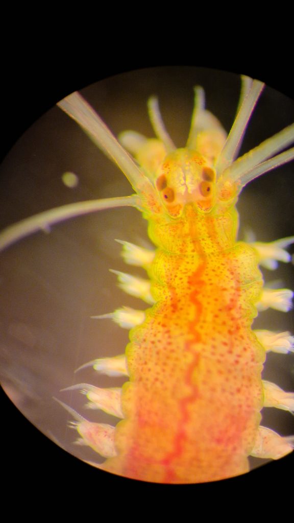 An immature platynereis worm photographed through a microscope lens.