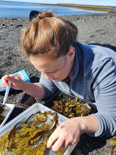 A female scientist sorting through a tray of algae.