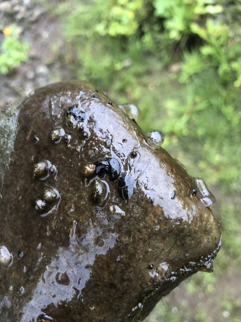 Small planarians photographed on a wet rock.