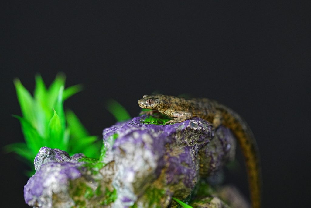 Photo of a spanish ribbed newt on a rock with purple moss, against a dark background.
