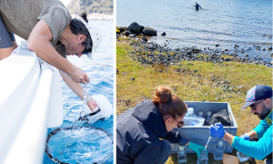 On the left, a male scientist is seen dipping a plankton net into the ocean. On the right, two researchers are on a coast, and another in the water, collecting samples.