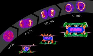Confocal microscopy of dynamic concentration of nucleoporins (top) and 3D model of postmitotic assembly pathway of the nuclear pore complex over a time scope of 60 minutes during cell division.