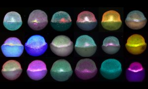Several zebrafish embryos in different colours during gastrulation