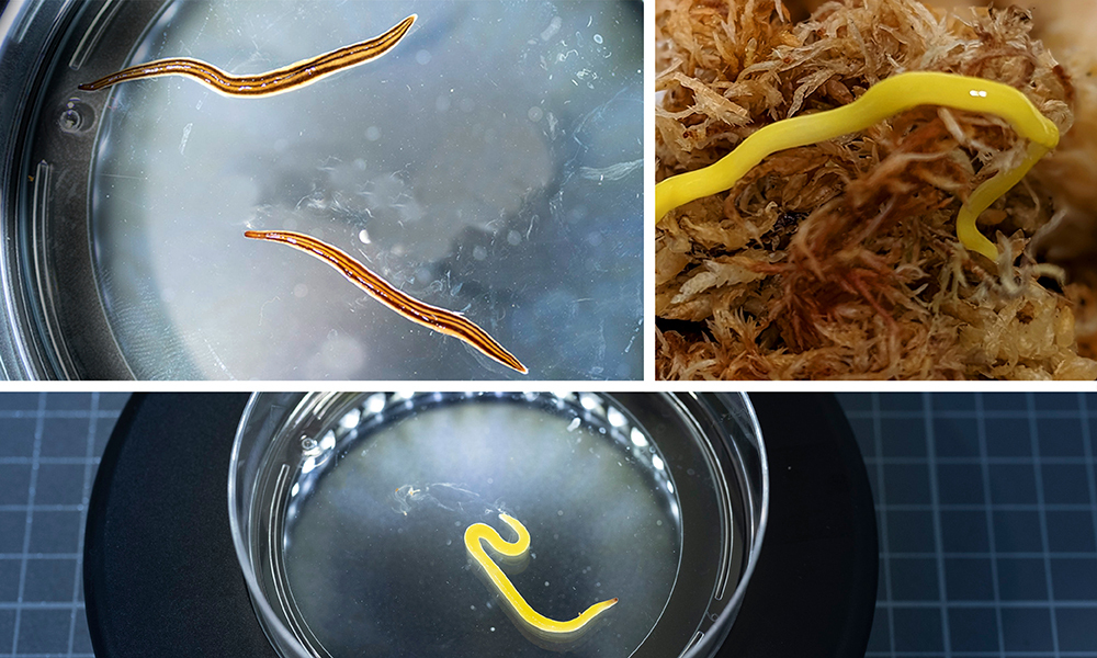 bright yellow and striped flatworms