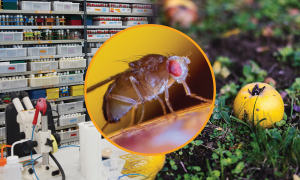 The inset shows a fruit fly perched upon a surface. In the background, the photograph of a lab smoothly transitions to the photograph of a garden with fruits fallen on the ground.