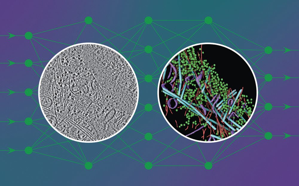 Science illustration showing from left to right the progression from cryo-EM software to an annotated image of sub-cellular organelles, using a deep learning software.