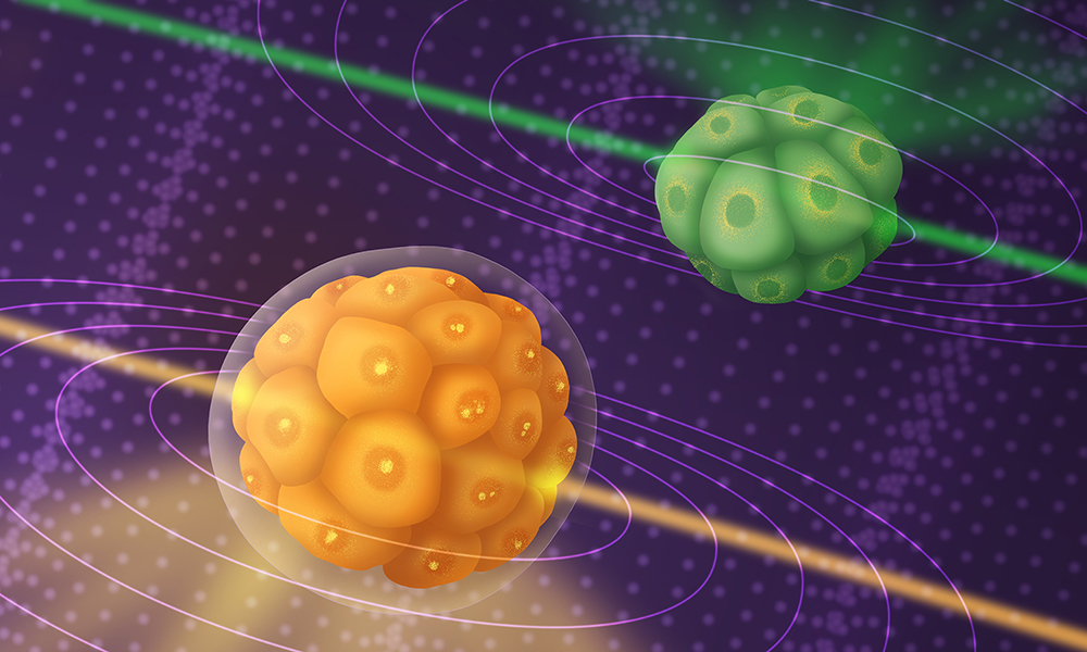 Science illustration representing two embryos imaged using the Brillouin microscopy technique. The embryo in the front is a mouse embryo at 20h and the one in the back a Phallusia mammillata embryo. A laser beam crosses the samples to analyse tissue stiffness (here represented by acoustic waves).