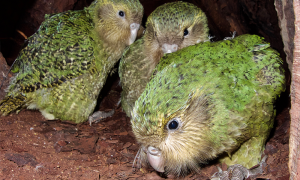 Three green birds