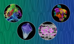 4 circles contain colourful microscopic images set against a blue-green background of sinusoidal waves.