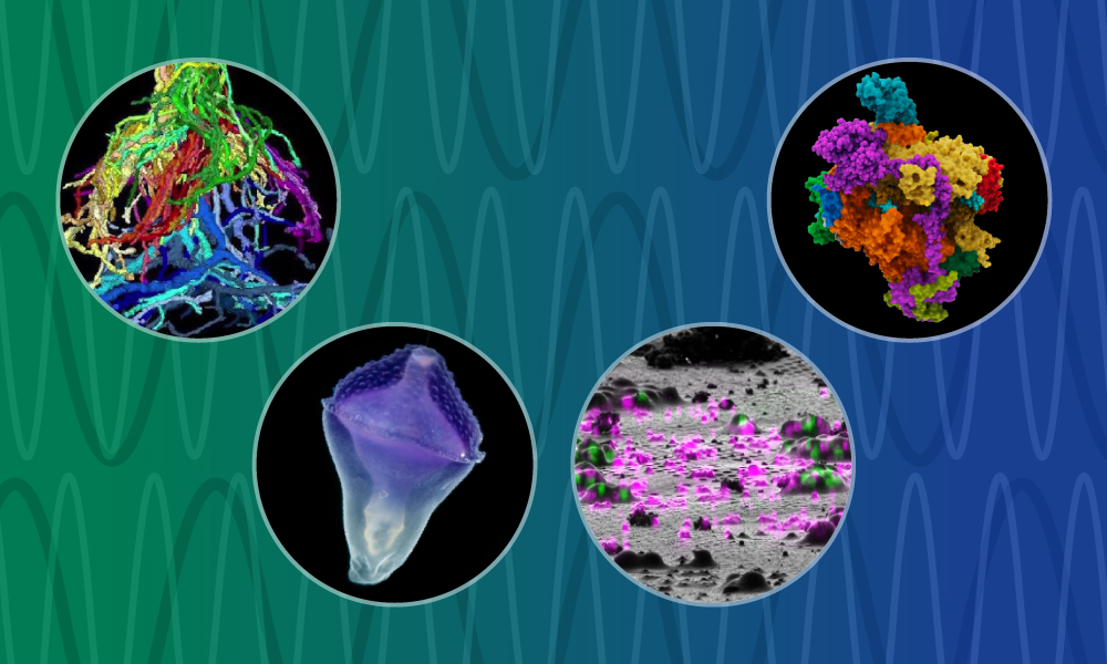 4 circles contain colourful microscopic images set against a blue-green background of sinusoidal waves.