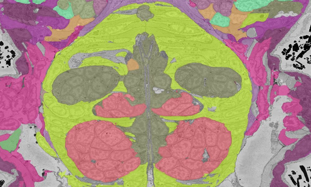 A section of electron microscopy volume of a Platynereis larvae. Different colours mark different cell groups.