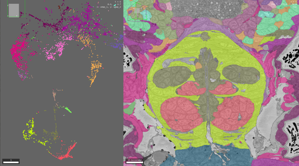 A screenshot showing a scatter plot on the left and a section of a Platynereis volume EM on the right. 