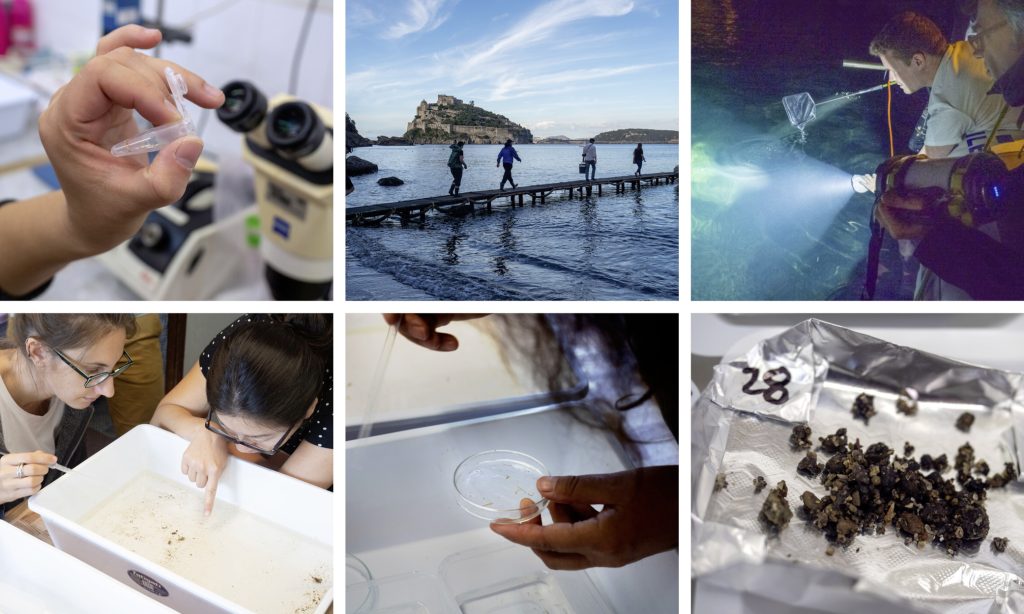 Collage of six photographs showing a team of researchers collecting field samples.