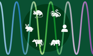 Cartoon of human, mouse, marmoset, rhinoceros, cattle and rabbit.