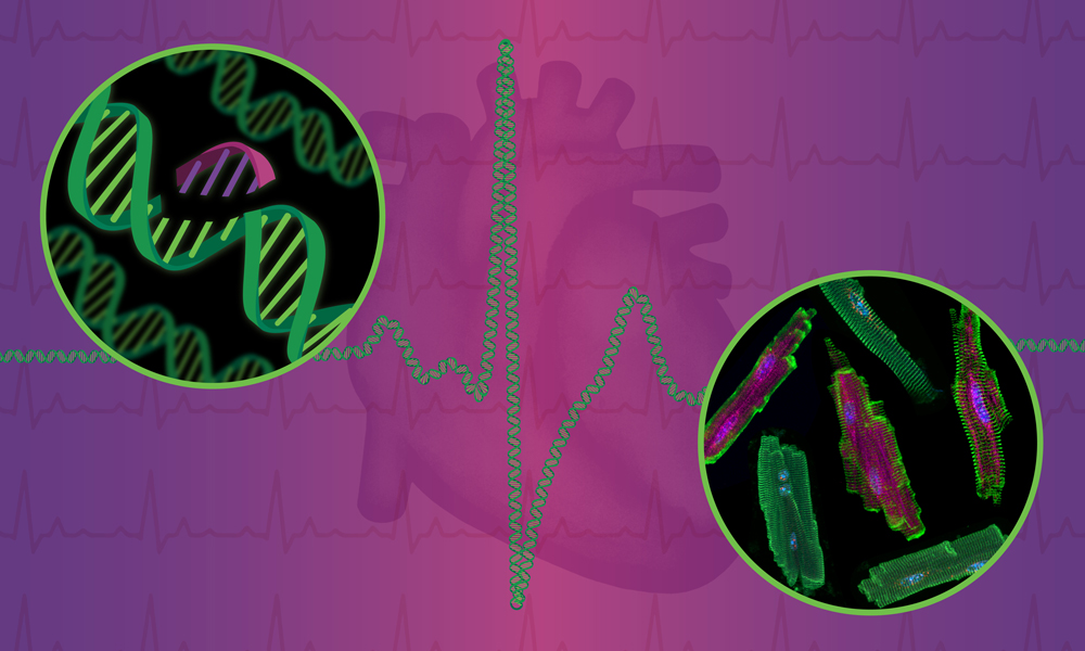 A stylised heart rhythm created using a DNA strand is superimposed on the image of a human heart. Two inset images show an artistic illustration of gene editing and a fluorescent microscopy image of cardiomyocytes, respectively.