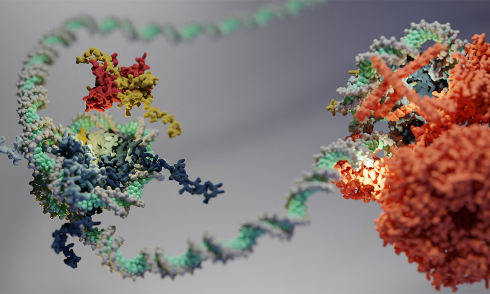 Three-dimensional cartoon of the hexasome with a chromatin remodeler on DNA.