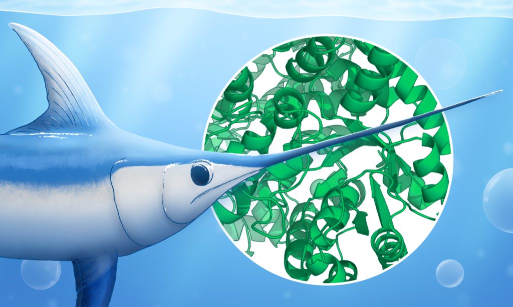 A drawing of swordfish and a bubble containing a drawing of a molecular model. Both on blue background representing water.