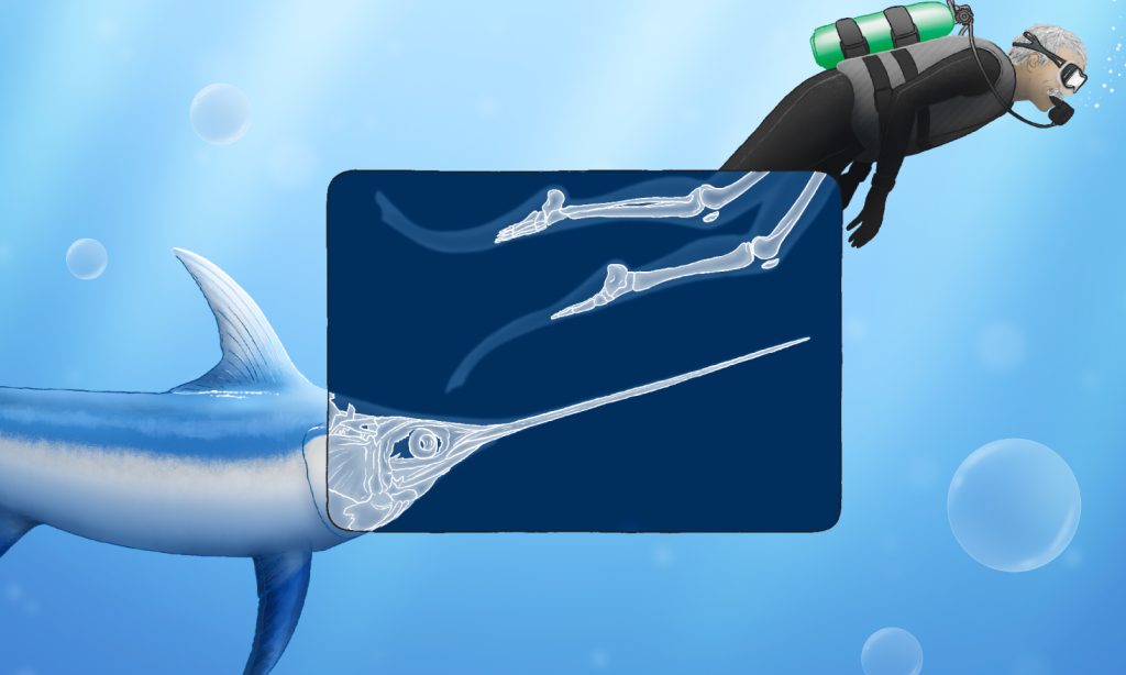 A drawing showing an X-ray image of a swordfish’s sword and leg bones of a diving human adult. The blue background represents water.