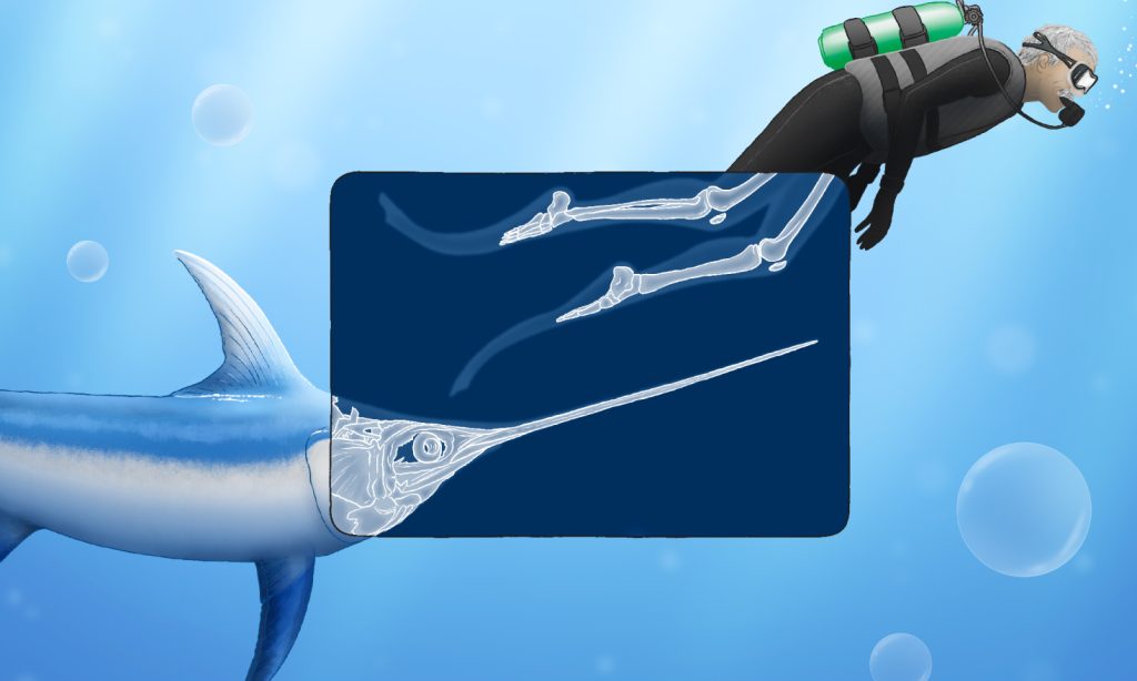 A drawing showing an X-ray image of a swordfish's sword and leg bones of a diving human adult. The blue background represents water.