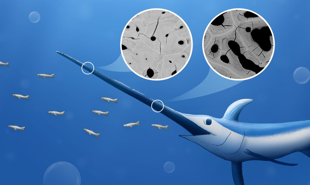 A zoom into the swordfish sword at its tip and at its base shows more porosity and lower mineralisation in the bone structure at the base on the sword than at the tip. The blue background represents water.