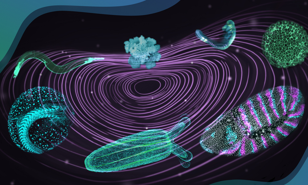 Scientific illustration showing various model organisms used to study developmental plasticity and a series of concentric circles representing adaptability of interactions.