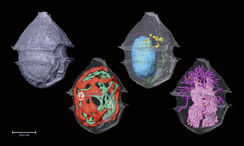 A composite image of four 3D micrographs showing the cellular organelles of a phytoplankton marked in different colours.