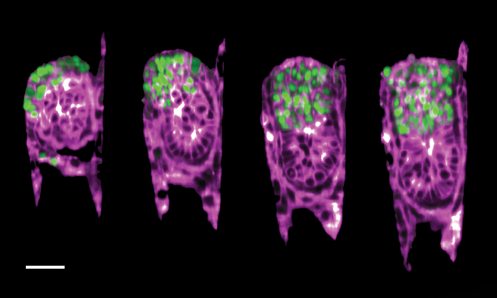 The image shows a uerine environment made of a jelly-like and transparent material, with a cylindrical 3D structure.