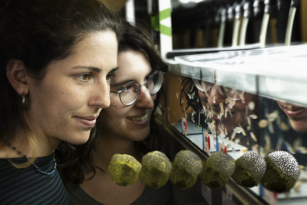 Two female scientist looking at a tank containing zebrafish. An overlay shows steps in zebrafish embryonic development.