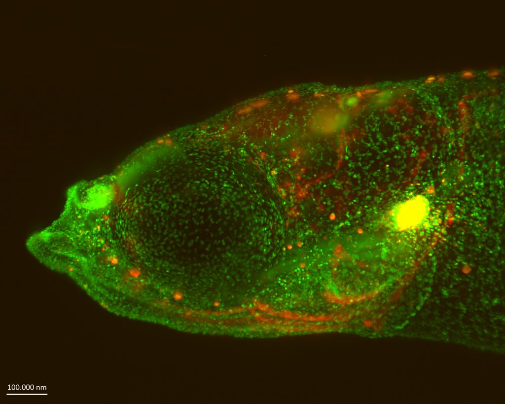 Microscopy image shhowing a transgenic Medaka fish larva, with cells marked in green or red and the thymus showing up as a bright yellow circle. 
