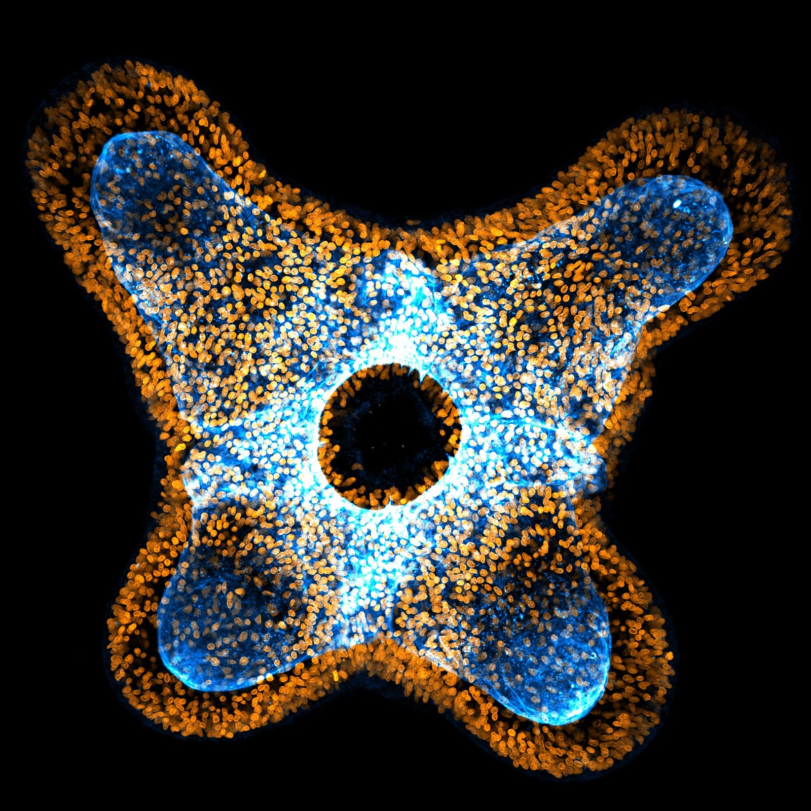 A microscopy image showing the mouth of a Nematostella larva. Four projections can be seen, with the endoskeleton and nuclei marked in blue and orange, respectively. 