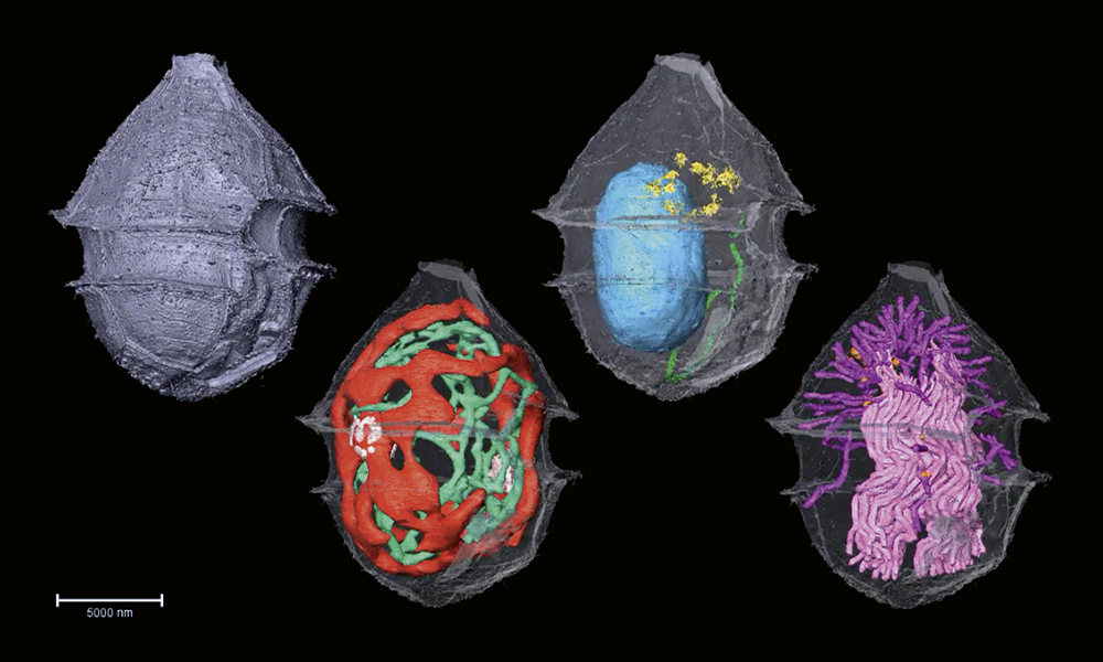 A composite image of four 3D micrographs showing the cellular organelles of a phytoplankton marked in different colours.