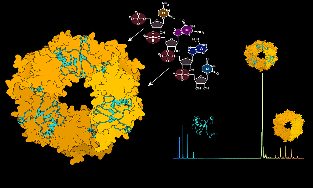 On the left: image of a protein complex in a shape of a yellow doughnut with blue elements. Above it is a drawing of nucleic acid with arrows connecting nitrogenous bases to different points in the protein complex. On the right: a line with peaks indicating the peaks recorded in mass spectrometry. Above two peaks, there are smaller depictions of the doughnut-shaped complex, one with a blue element and one without.