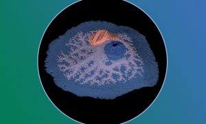 An oval light blue shape. In the central part, there is a smaller a red object, from which stem many highly branched smaller canals that cover a significant part of the blue surface. The whole sponge image is in placed in a circle. The background around the circle is blue-green.