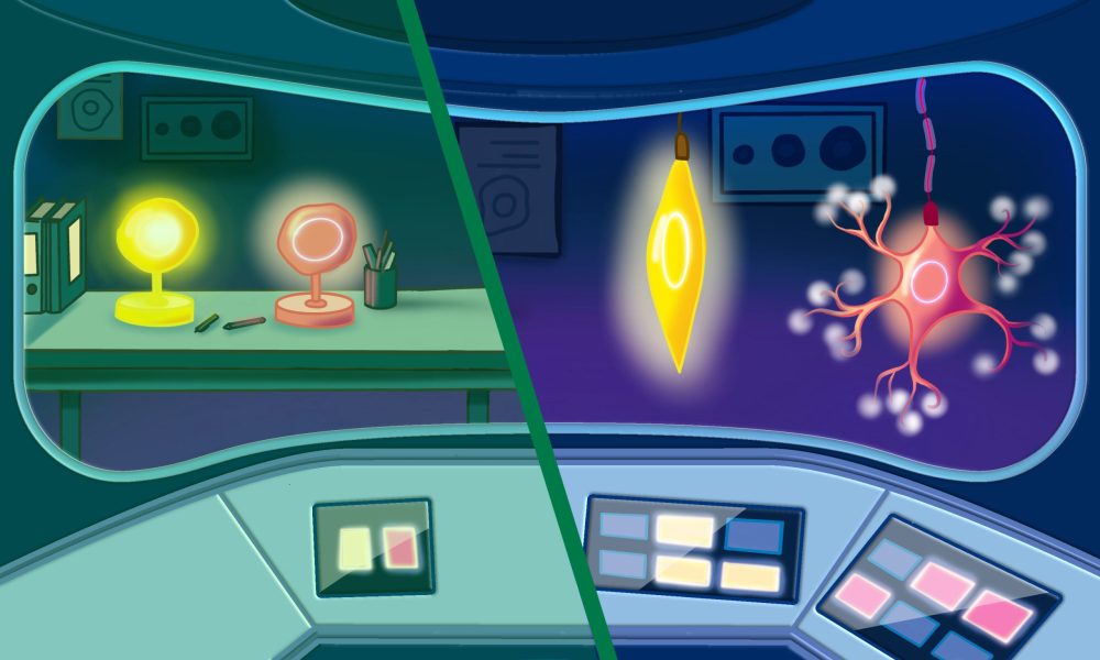 The left side shows two simple lamps behind a glass panel, emulating embryonic cells that have acquired their fate to become different cell types (e.g. myoblasts (yellow) or neuroblast (red) cells) on the way to form a tissue, but they are still immature and haven't fully differentiated. A more simple shared 'control box' switches their genes on and off. On the right, more complex lamps with different shapes represent differentiated tissues (muscle and neurons), which require their own separate more complex control panels to regulate their activity.