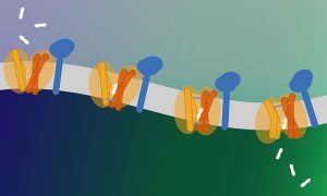 A schematic of transport of dipeptides (white sticks) by the GLMP–MFSD1 complex. The transporter undergoes the common alternating access mechanism transitioning from outward-open conformation after dipeptide binding in the lysosomal lumen, to the occluded state where both sides of the binding site are closed, to the inward-open conformation enabling dipeptide release to the cytoplasm.